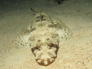 Papiloculliceps Longiceps